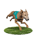 幸運棋牌娛樂城白金賽狗